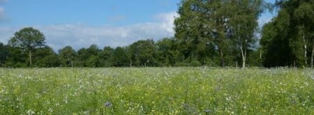 Wandelroute Logtsevelden aan de rand van de Kampina