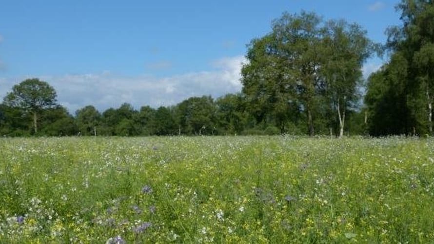 Wandelroute Logtsevelden aan de rand van de Kampina