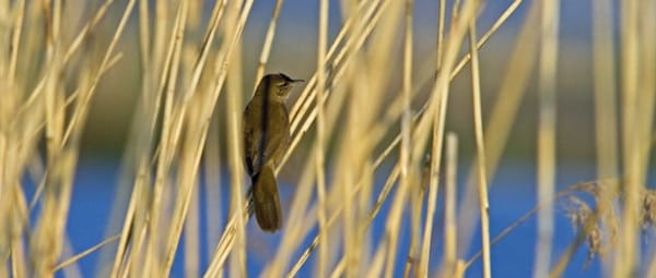 Oud riet