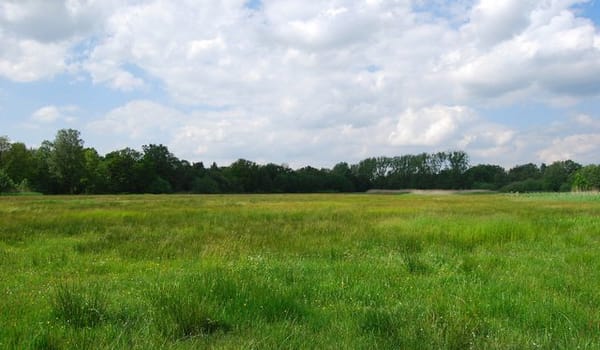 Blauwgrasland