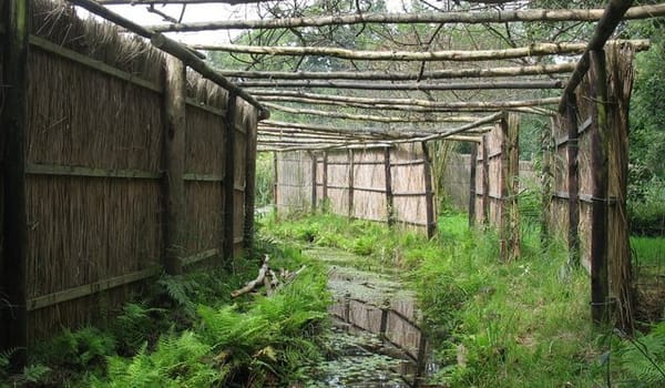 Eendenkooi Eendenkooi
