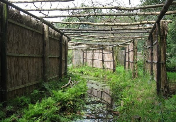 Eendenkooi Eendenkooi