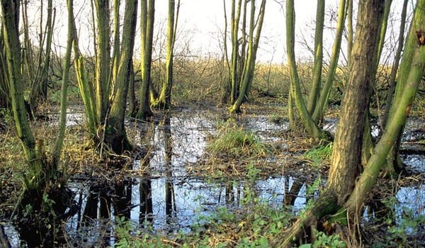 Elzenbroekbos Elzenbroekbos