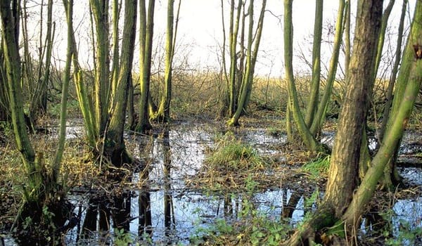 Elzenbroekbos Elzenbroekbos