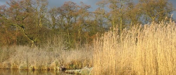 Elzenbroekbos Elzenbroekbos
