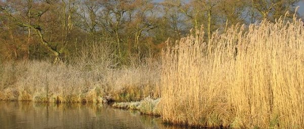 Elzenbroekbos Elzenbroekbos