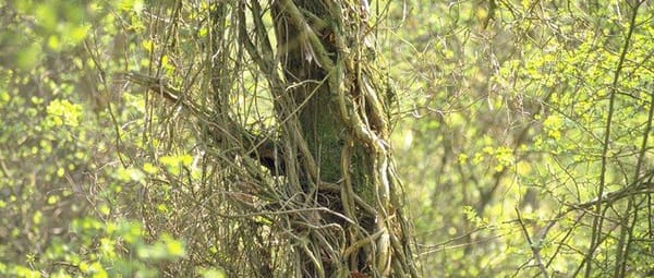 Elzenbroekbos Elzenbroekbos