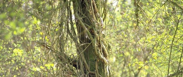 Elzenbroekbos Elzenbroekbos