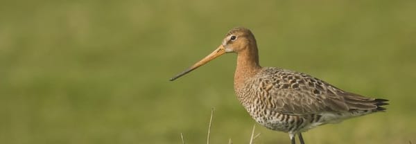 Leeuwterveld Leeuwterveld