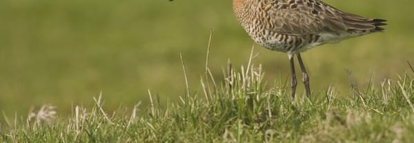 Leeuwterveld Leeuwterveld