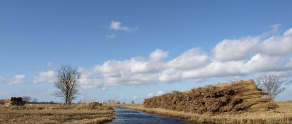 Riet