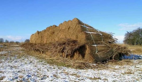 Riet