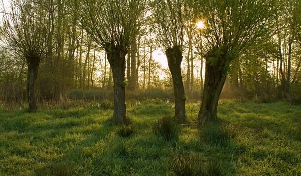 Wilgenbos