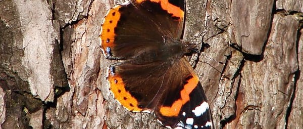 Wilgenbos