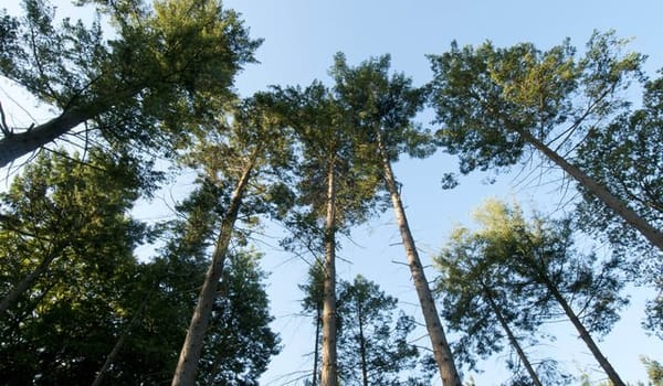 Oud bos