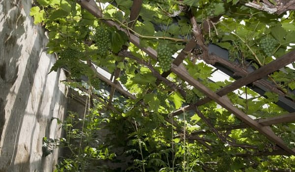 Moestuin