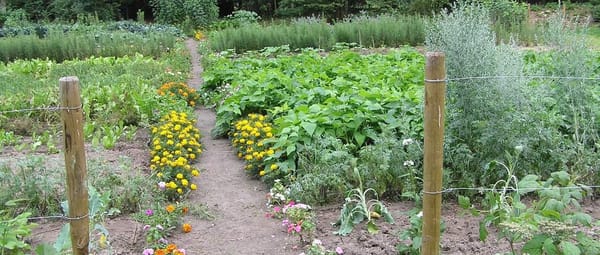 Moestuin