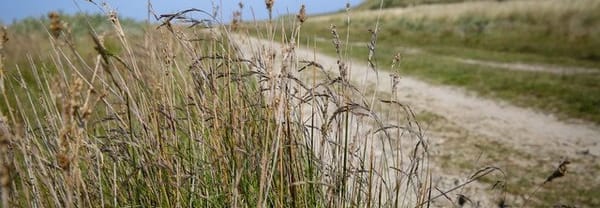 Bikkelen in de wind