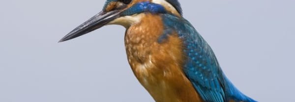 IJsvogel