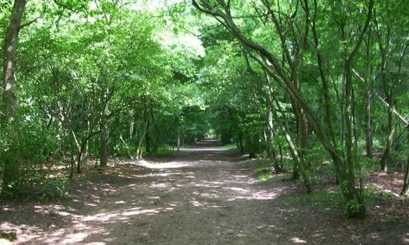 Corversbos