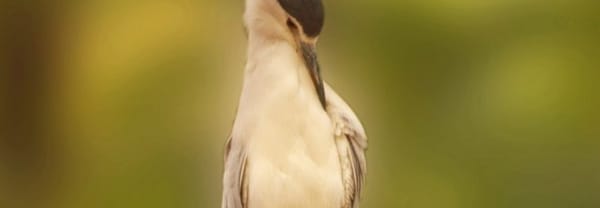 De kwak
