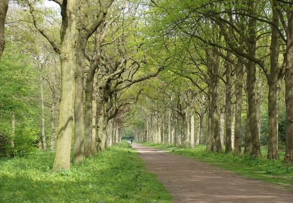 Kaarsrecht