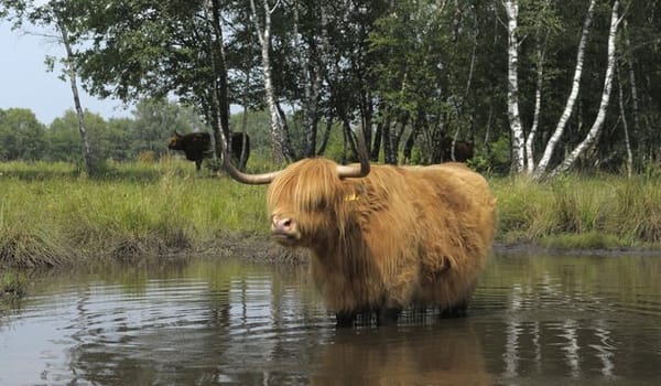 Vlinders en grote grazers