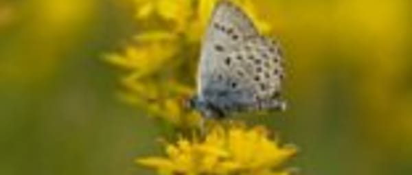 Vlinders en grote grazers