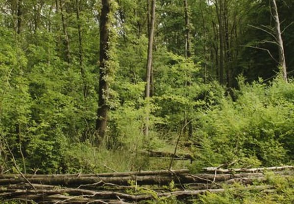 Natuurlijk bos