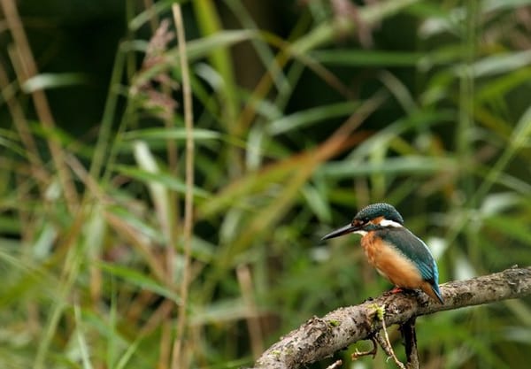 Natuurlijk bos