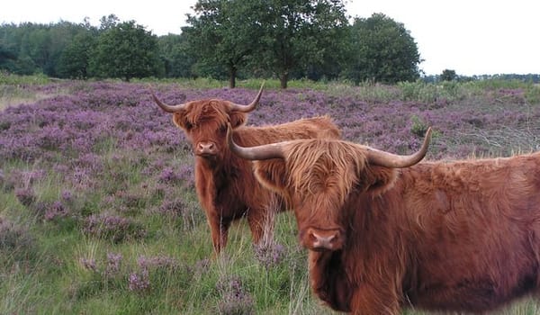 Terletse Heide Terletse Heide
