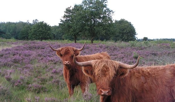Terletse Heide Terletse Heide