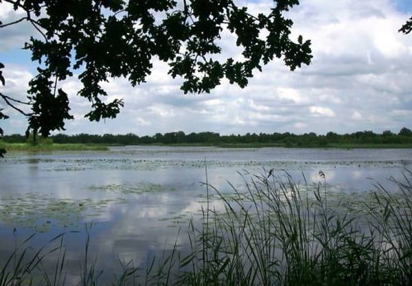 Riet