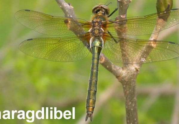 Libellen