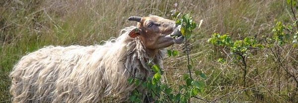 Drentse heideschapen