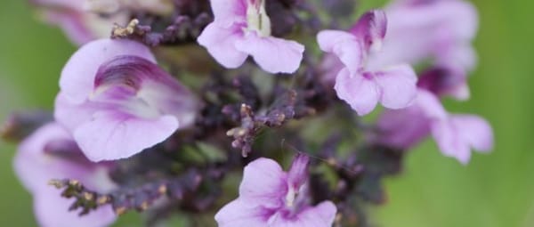 Zeldzame planten en dieren