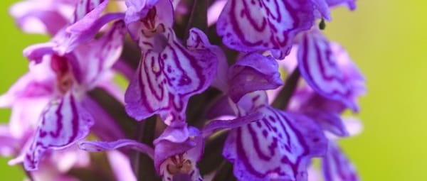 Zeldzame planten en dieren