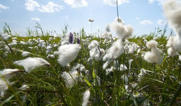 Zeldzame planten en dieren