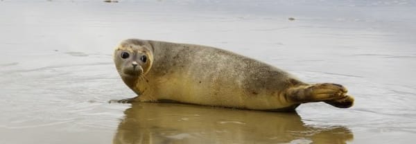 Zeehonden