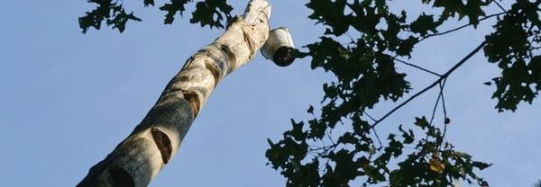 Emmer op een paal