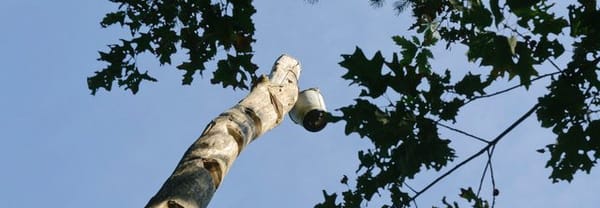 Emmer op een paal Emmer op een paal