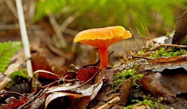 Mossen en paddenstoelen