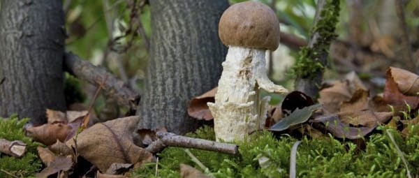 Mossen en paddenstoelen