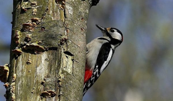 Vogels in het bos Vogels in het bos