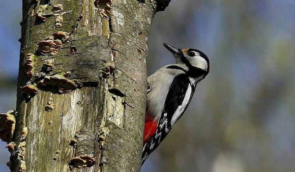 Vogels in het bos Vogels in het bos