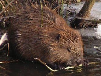 Beverroute Harderbos, vlakbij Biddinghuizen