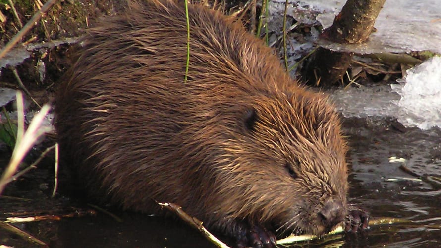 Beverroute Harderbos, vlakbij Biddinghuizen