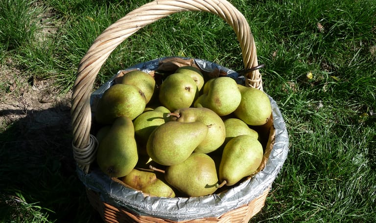Fruit plukken in de boomgaard bij Zwaakse Weel