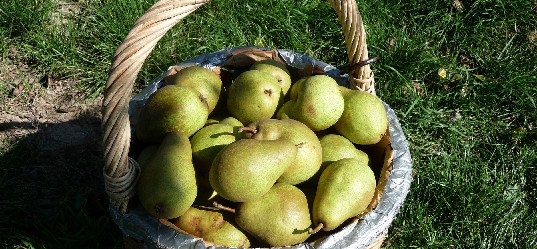 Fruit plukken in de boomgaard bij Zwaakse Weel