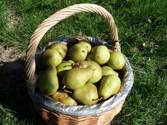 Fruit plukken in de boomgaard bij Zwaakse Weel